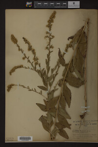 Solidago ulmifolia image