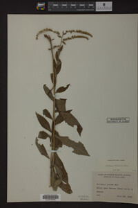 Solidago ulmifolia image