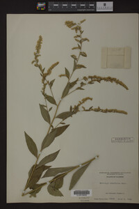 Solidago ulmifolia image