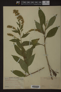 Image Associated With the Occurrence
