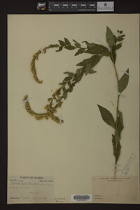 Solidago ulmifolia image