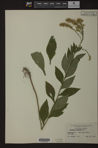 Solidago ulmifolia image
