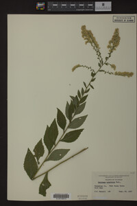 Solidago ulmifolia image