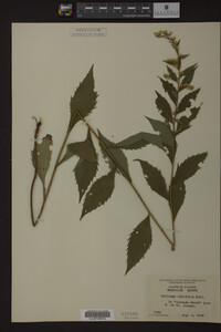 Solidago ulmifolia image