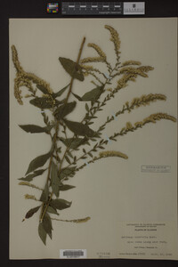 Solidago ulmifolia image