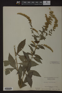 Solidago ulmifolia image