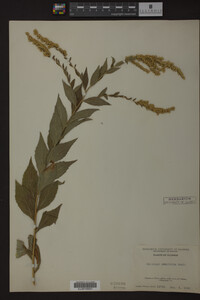 Solidago ulmifolia image