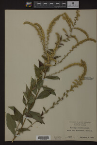 Solidago ulmifolia image