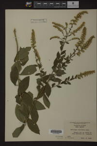 Solidago ulmifolia image