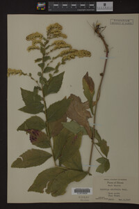 Solidago ulmifolia image