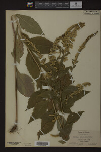 Image Associated With the Occurrence