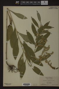 Solidago ulmifolia image