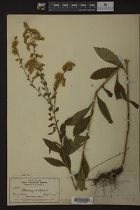 Solidago ulmifolia image