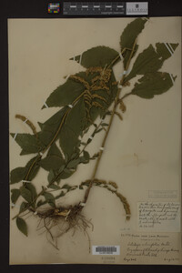 Solidago ulmifolia image