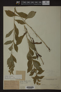 Solidago ulmifolia image