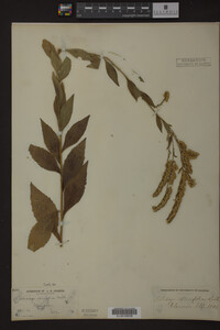 Solidago ulmifolia image