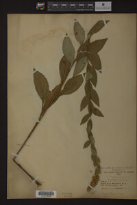 Solidago ulmifolia image