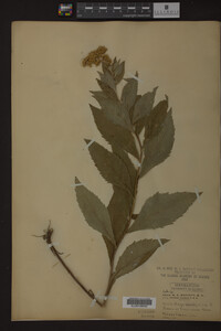 Image Associated With the Occurrence