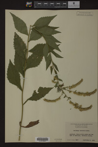 Solidago ulmifolia image