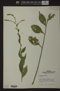 Image Associated With the Occurrence
