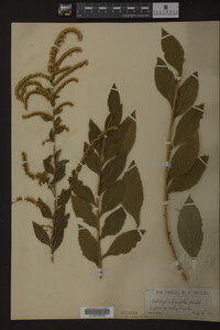 Solidago ulmifolia image