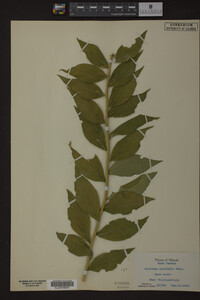 Solidago ulmifolia image