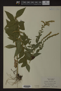 Solidago ulmifolia image