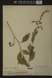 Solidago ulmifolia image