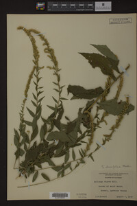 Solidago ulmifolia image