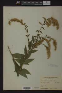 Solidago ulmifolia image