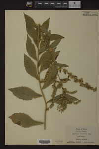 Solidago ulmifolia image