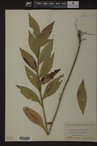Image Associated With the Occurrence
