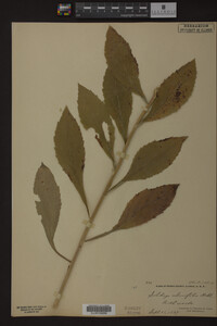 Solidago ulmifolia image