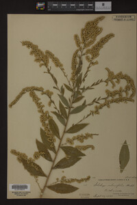 Solidago ulmifolia image