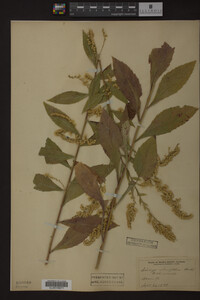 Solidago ulmifolia image
