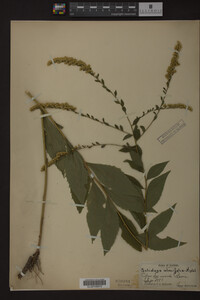 Solidago ulmifolia image