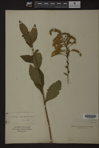 Solidago ulmifolia image