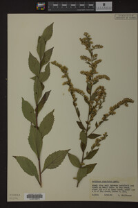 Solidago ulmifolia image