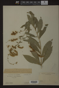 Image Associated With the Occurrence