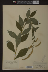 Solidago ulmifolia image