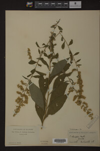 Solidago ulmifolia image