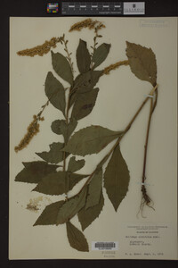 Image Associated With the Occurrence