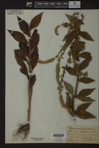Solidago ulmifolia image