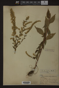 Solidago ulmifolia image
