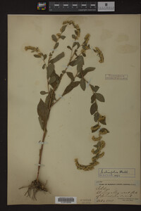 Solidago ulmifolia image