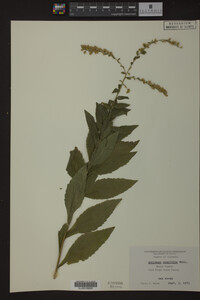 Image Associated With the Occurrence