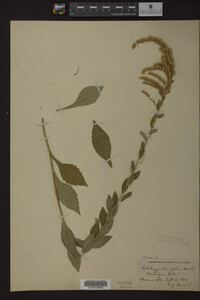 Solidago ulmifolia image