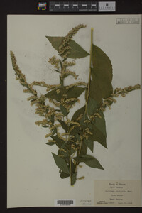 Solidago ulmifolia image
