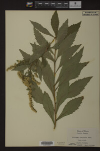 Solidago ulmifolia image