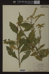 Image Associated With the Occurrence